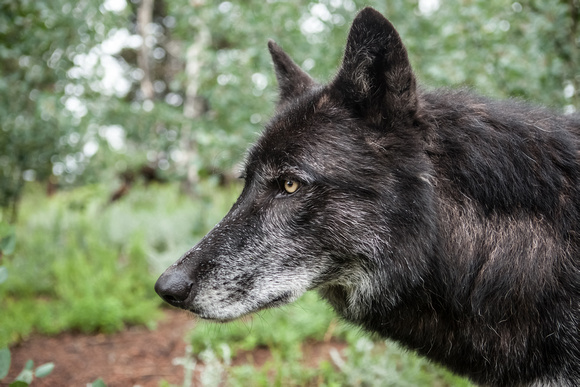 black timber wolf close up