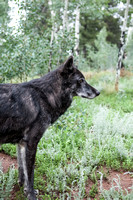 profile black timber wolf