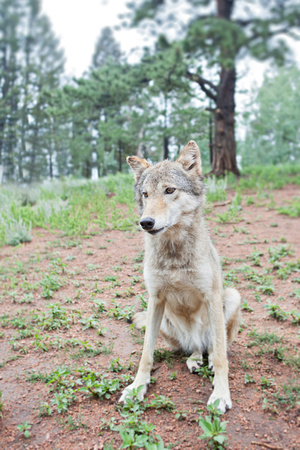 young timber wolf
