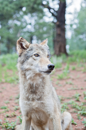 close up young timber wolf