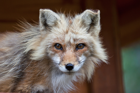 red fox close up