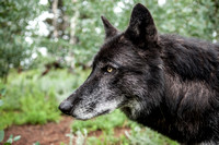black timber wolf close up