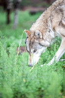 timber wolf sniffing ground