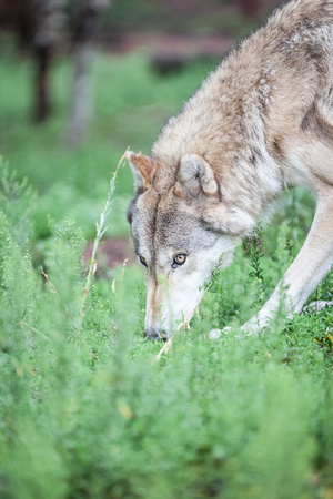 timber wolf sniffing ground