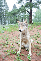young timber wolf