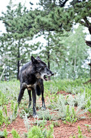 black timber wolf howl