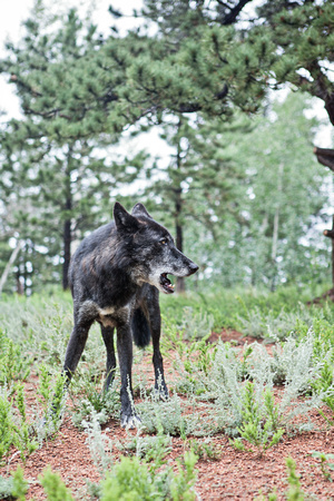 black timber wolf howl