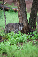 timber wolf walking in forest