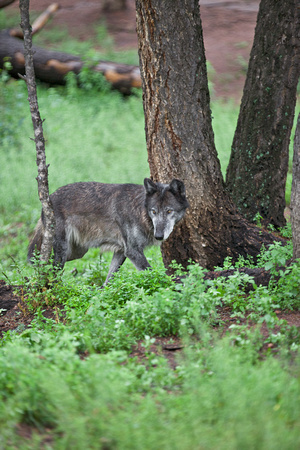 timber wolf walking in forest