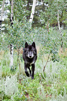black timber wolf stalking